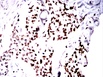 H3C1 Antibody