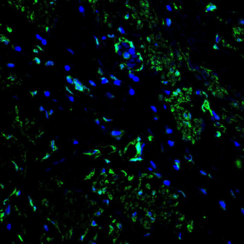 H3C1 Antibody