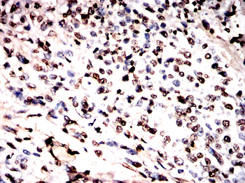 H3C1 Antibody