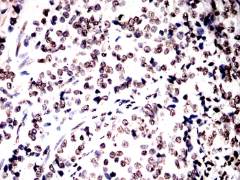 H3C1 Antibody