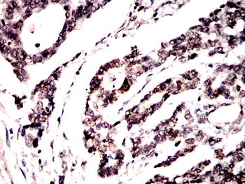 H3C1 Antibody