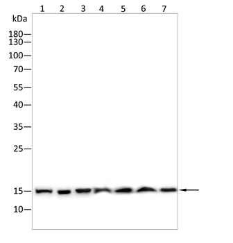 H3C1 Antibody