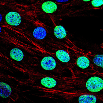 H3C1 Antibody