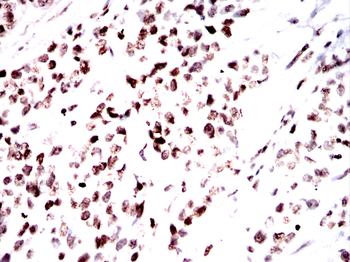 H3C1 Antibody