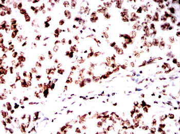 H3C1 Antibody