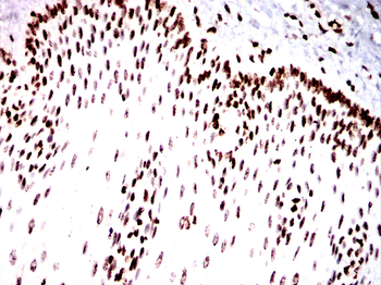 H3C1 Antibody