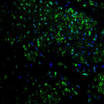 H3C1 Antibody