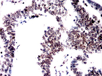 H3C1 Antibody