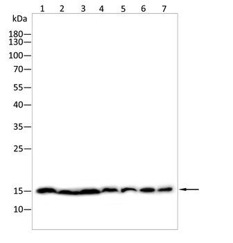 H3C1 Antibody