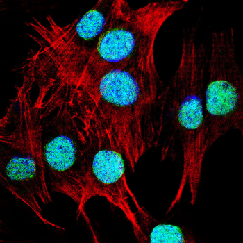 H3C1 Antibody