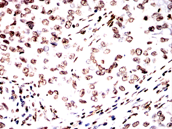 H3C1 Antibody