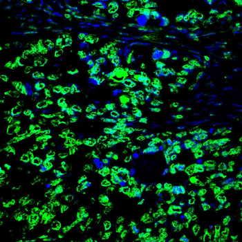 H3C1 Antibody