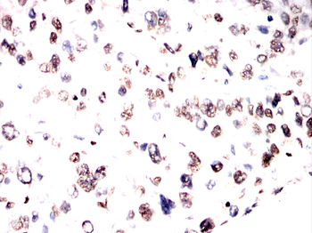 H3C1 Antibody