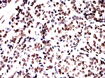 H3C1 Antibody
