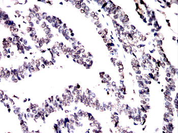 H3C1 Antibody