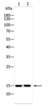H3C1 Antibody