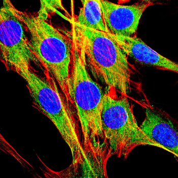 SMAD3 Antibody
