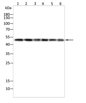 SMAD3 Antibody