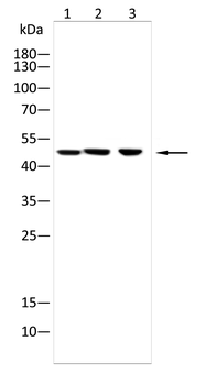KRT17 Antibody