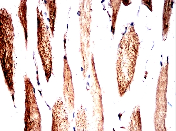 YWHAH Antibody