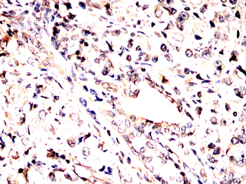 YWHAH Antibody