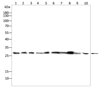 YWHAH Antibody
