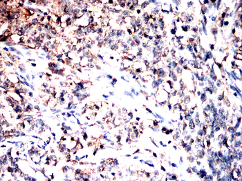 PRDX1 Antibody