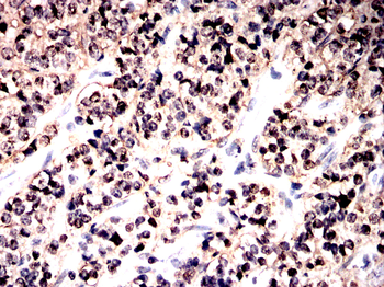 PRDX1 Antibody