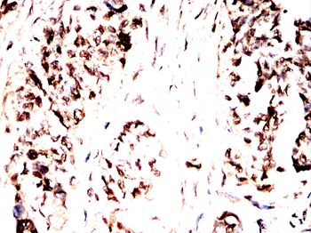 PRKAA1 Antibody