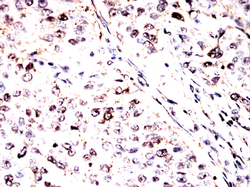 PRKAA1 Antibody