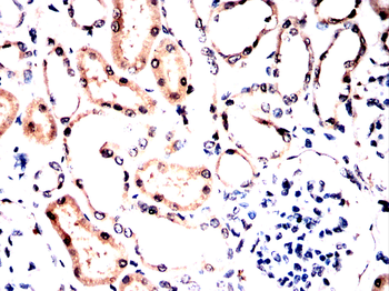 PRKAA1 Antibody