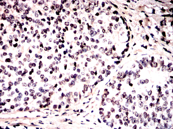 MAPK7 Antibody