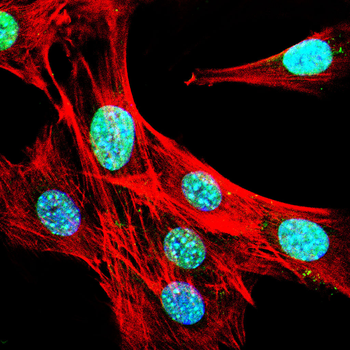 CBX3 Antibody