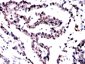 CBX3 Antibody