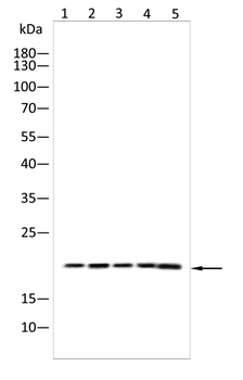 CBX3 Antibody