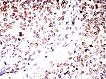 CASP8 Antibody