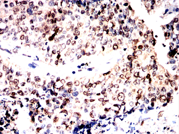 CASP8 Antibody