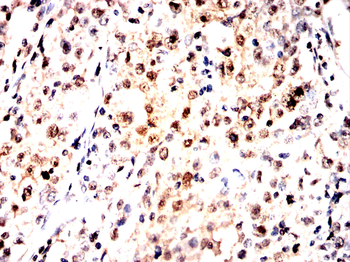 CASP8 Antibody