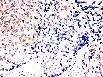 CASP8 Antibody