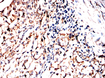 ACE2 Antibody