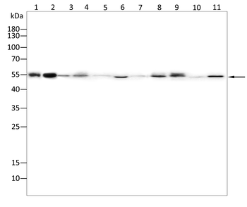 ACE2 Antibody
