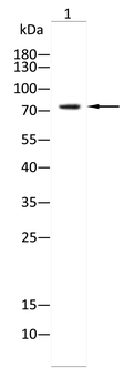 P63-α antibody