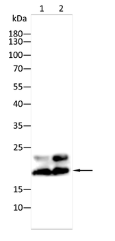 CASP3 Antibody