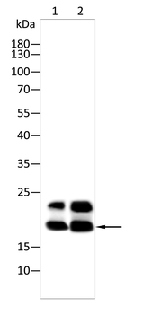 CASP3 Antibody