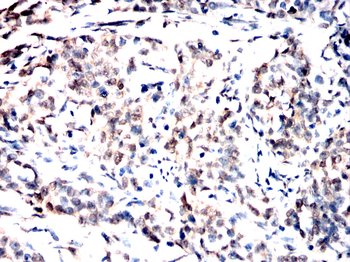 YAP1 Antibody
