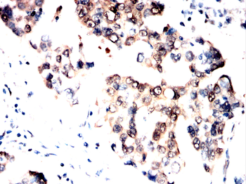 YAP1 Antibody