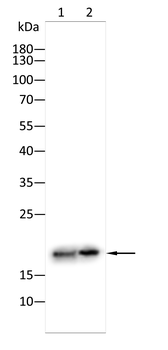 MAP1LC3B Antibody