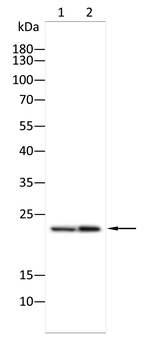 LCN2 Antibody