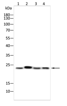 LCN2 Antibody