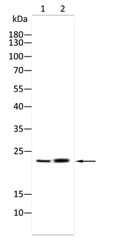 LCN2 Antibody
